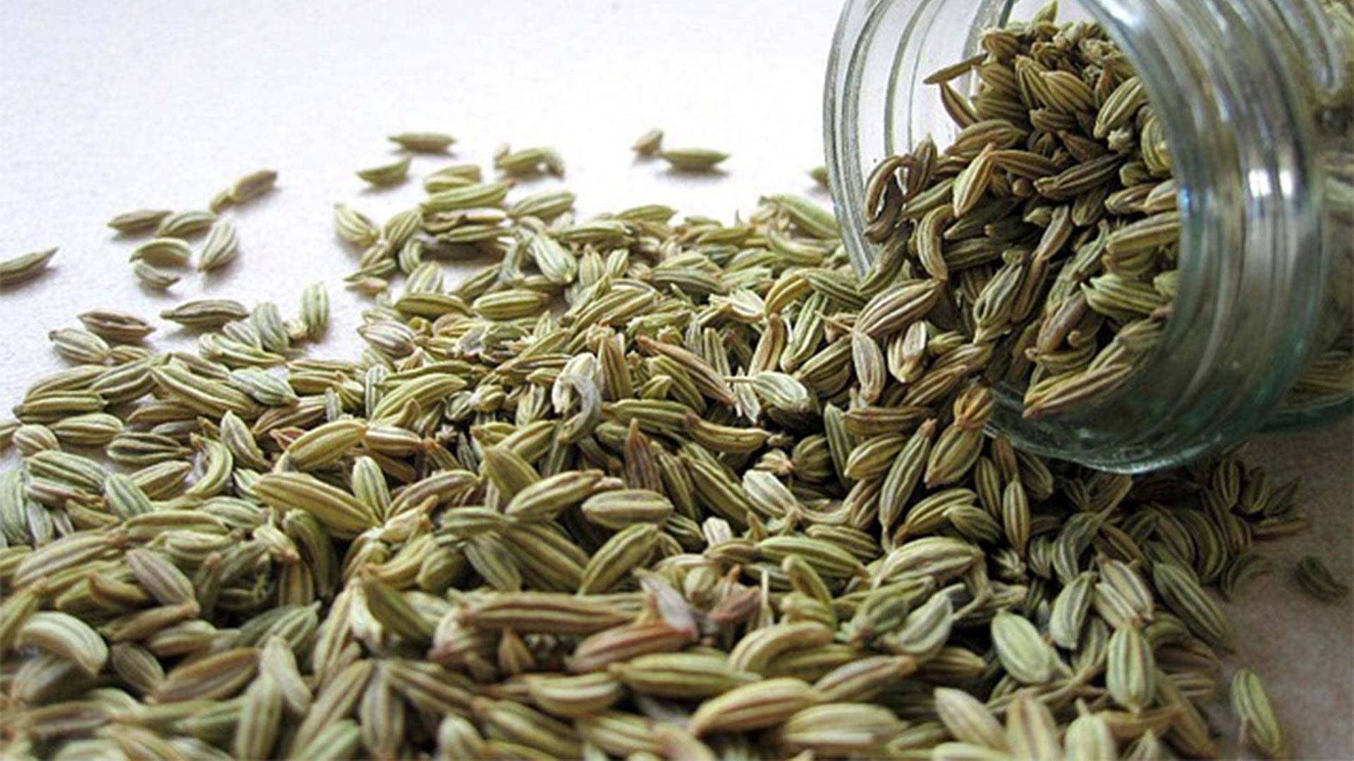 Fenchel